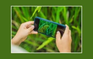 App para identificar plantas
