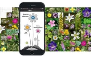 Identificar Plantas en tu Celular