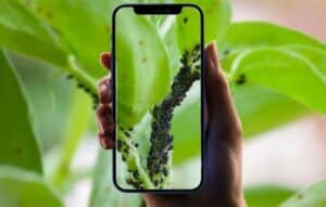 Identificar Enfermedades en Plantas