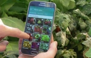 Identificación de Enfermedades de Plantas