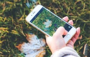 Apps de Diagnóstico de Plantas