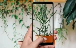 El Cultivo de Plantas