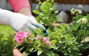 La Jardinería en tus Manos