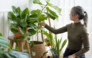Cuida de tus Plantas con Apps