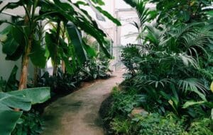 Conviértete en un Experto en Jardinería