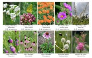 La Nueva Era de Identificación de Plantas con Aplicaciones