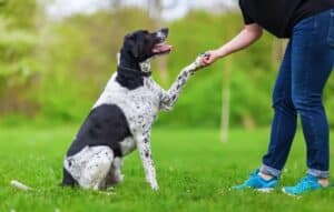 Aprende a adiestrar a tu mascota con aplicaciones innovadoras