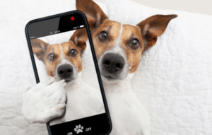 Adiestramiento de Mascotas Fácil y Eficaz con Estas Apps