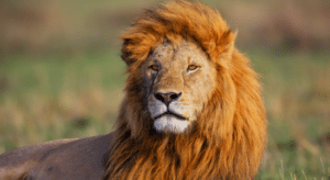 ¿Qué Animal Refleja Tu Ser?