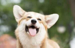 Descubre Tu Alter Ego Animal