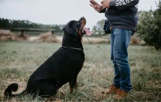 Entrena a tu perro con Dogo