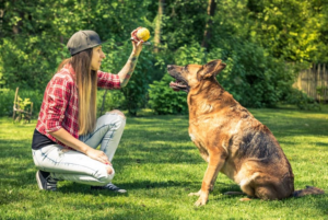 Adiestrar a tu perro en casa: guía para principiantes